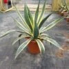 Agave (Agave Americana 'Variegata') -Directplant Winkel agave americana variegata c12