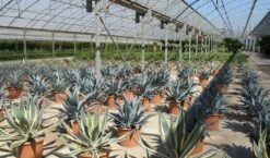 Winterharde Agave (Agave Montana) 8 Winterharde Agave (Agave Montana) -Directplant Winkel agave montana 2