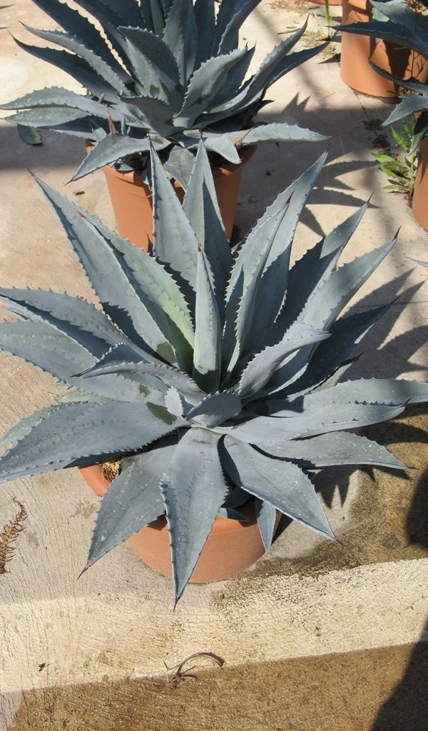 Winterharde Agave (Agave Montana) 4 Winterharde Agave (Agave Montana) - Afbeelding 2