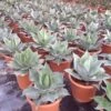 Winterharde Agave (Agave Ovalifolia) -Directplant Winkel agave ovalifolia