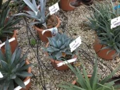 Winterharde Agave (Agave Parrasana) -Directplant Winkel agave parrasana