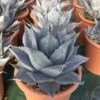 Winterharde Agave (Agave Parrasana) -Directplant Winkel agave parrasana c12