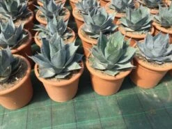 Winterharde Agave (Agave Parrasana) -Directplant Winkel agave parrasana pot