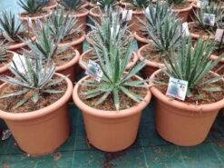 Winterharde Agave (Agave Shidigera) -Directplant Winkel agave shidigera c12
