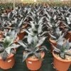 Winterharde Agave (Agave Colorata 'Supreme') -Directplant Winkel agavecolorata