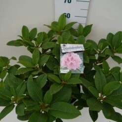 Rhododendron (Rhododendron 'Albert Schweitzer') -Directplant Winkel albert schweitzer c7.5 boven