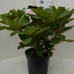 Rhododendron (Rhododendron 'Albert Schweitzer') -Directplant Winkel albert schweitzer c7.5 voor