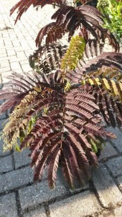 Perzische Slaapboom Als Struik (Albizia 'Summer Chocolate') -Directplant Winkel albizia jul. summer chocolate 2