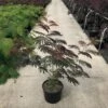 Albizia Als Struik (Albizia Julibrissin ‘Evey’s Pride’) -Directplant Winkel albizia julibr. evey s pride c20 1