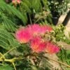 Perzische Slaapboom Als Struik (Albizia Julibrissin 'Ombrella') -Directplant Winkel albizia julibr. ombrella