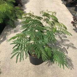 Perzische Slaapboom Als Struik (Albizia Julibrissin 'Ombrella') -Directplant Winkel albizia julibr. ombrella c20 1