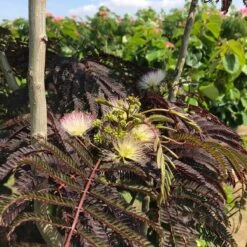 Perzische Slaapboom Als Halfstam (Albizia 'Summer Chocolate') -Directplant Winkel albizia julibr. summer chocolate 1