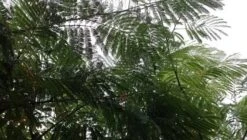 Perzische Slaapboom Als Struik (Albizia Julibrissin) -Directplant Winkel albizia julibrissin blad