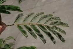 Perzische Slaapboom Als Struik (Albizia Julibrissin) -Directplant Winkel albizia julibrissin blad 2