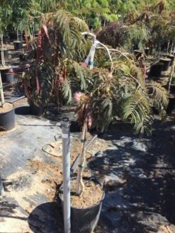 Perzische Slaapboom Als Halfstam (Albizia 'Chocolate Fountain') -Directplant Winkel albizia julibrissin chocolate fountain r halfstam