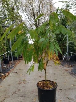 Perzische Slaapboom Als Struik (Albizia Julibrissin 'Ombrella') -Directplant Winkel albizia ombrella