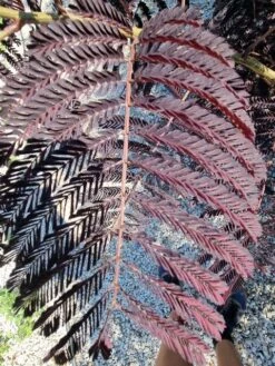 Perzische Slaapboom Als Struik (Albizia 'Summer Chocolate') -Directplant Winkel albizia summer chocalate 125cm 1
