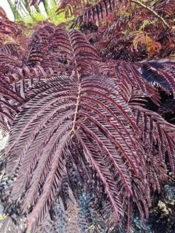Perzische Slaapboom Als Struik (Albizia 'Summer Chocolate') -Directplant Winkel albizia summer chocalate 125cm 2