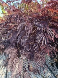 Perzische Slaapboom Als Struik (Albizia 'Summer Chocolate') -Directplant Winkel albizia summer chocalate 125cm 3
