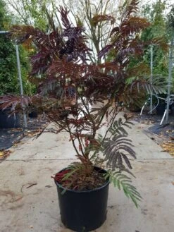 Perzische Slaapboom Als Struik (Albizia 'Summer Chocolate') -Directplant Winkel albizia summer chocolate