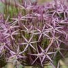 Sierui (Allium Albopilosum 'Christophii') -Directplant Winkel allium christophii 16 1