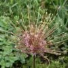 Sierui (Allium Schubertii) -Directplant Winkel allium schubertii4