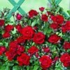 Klimroos (Rosa 'Amadeus') 2 Klimroos (Rosa 'Amadeus') -Directplant Winkel amadeus 1