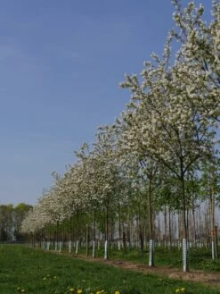 Krent Als Boom (Amelanchier Lamarckii) -Directplant Winkel amelanchier lamarckii s 18 20 25 bloesem