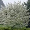Canadese Krentenboom (Amelanchier Canadensis) -Directplant Winkel amelanchier canadensis