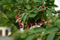 Krent Als Boom (Amelanchier Lamarckii) -Directplant Winkel amelanchier lamarckii bessen