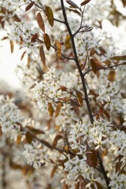 Meerstammige Krentenboom (Amelanchier Lamarckii) -Directplant Winkel amelanchier lamarckii01