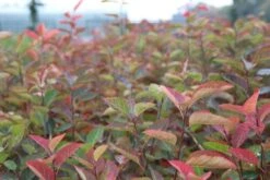 Krentenboom Als Struik (Amelanchier Lamarckii) 13 Krentenboom Als Struik (Amelanchier Lamarckii) -Directplant Winkel amelanchier lamarckii 2 1