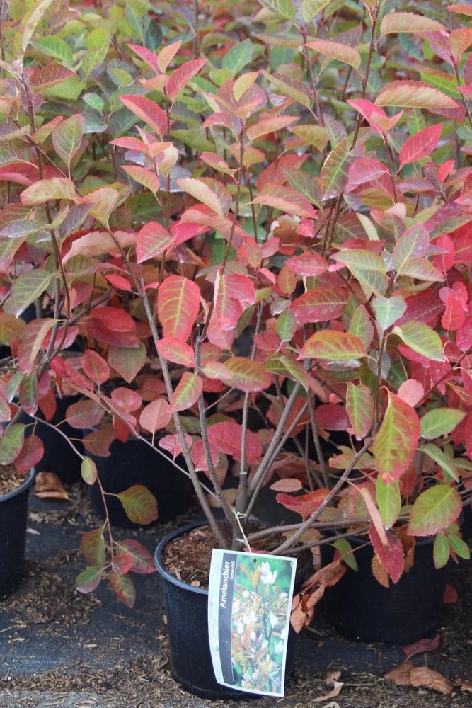 Krentenboom Als Struik (Amelanchier Lamarckii) 4 Krentenboom Als Struik (Amelanchier Lamarckii) - Afbeelding 2