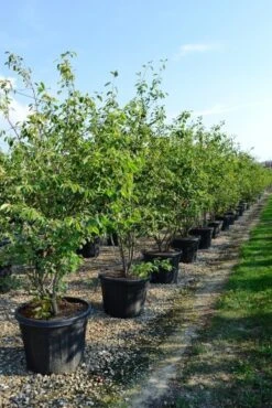 Meerstammige Krentenboom (Amelanchier Lamarckii) -Directplant Winkel amelanchierlammarckii01