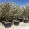 Meerstammige Krentenboom (Amelanchier Lamarckii) -Directplant Winkel amelanchierlammarckii02
