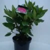 Rhododendron (Rhododendron 'American Beauty') -Directplant Winkel american beauty c5 voor 3