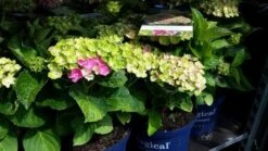 Hortensia (Hydrangea 'Magical Jewel Pink') -Directplant Winkel amethyst01 1