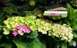 Hortensia (Hydrangea 'Magical Jewel Pink') -Directplant Winkel amethyst01c 2