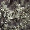 Krentenboompje, Bosplantsoen (Amelanchier Lamarckii) -Directplant Winkel amlamarc 13 1 3
