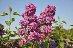 Sering (Syringa Vulgaris 'Andenken An Ludwig Spath')