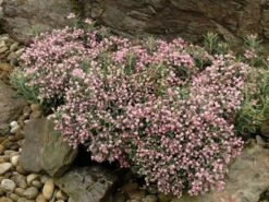 Lavendelheide (Andromeda Polifolia 'Blue Ice') -Directplant Winkel andromeda pol. blue ice 3