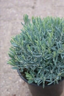 Lavendelheide (Andromeda Polifolia 'Blue Ice') -Directplant Winkel andromeda polifolia blue ice 1