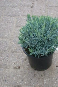 Lavendelheide (Andromeda Polifolia 'Blue Ice') -Directplant Winkel andromeda polifolia blue ice 2