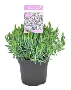 Lavendelheide (Andromeda Polifolia 'Blue Ice') -Directplant Winkel andromeda polifolia blue ice p15