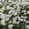 Anemoon (Anemone Blanda 'White Splendour') -Directplant Winkel anemone blanda whitesplendour 4 1
