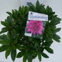 Rhododendron (Rhododendron 'Anah Kruschke') -Directplant Winkel annah kruschke c5 boven