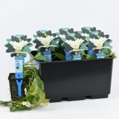 Kaapse Waterlelie (Aponogeton Distachyos) -Directplant Winkel aponogeton distachyos 20180404183940 e 10930