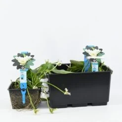 Kaapse Waterlelie (Aponogeton Distachyos) -Directplant Winkel aponogeton distachyos 3l. 20180409114313 b 17075