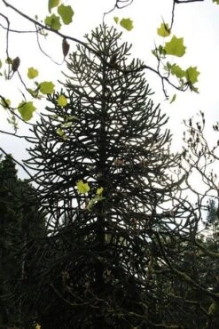 Apeboom (Araucaria Araucana) -Directplant Winkel araucaria araucana