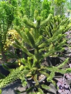 Apeboom (Araucaria Araucana) -Directplant Winkel araucaria araucana 100 125 150